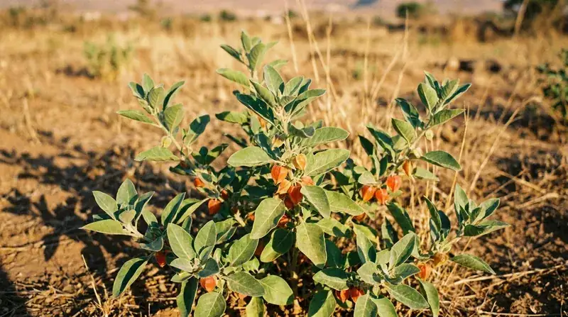 An ashwagandha shrub with oval leaves and small orange berries in papery husks